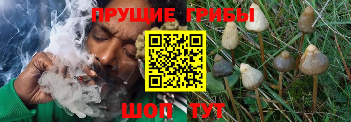Псилоцибиновые грибы Psilocybe Казань