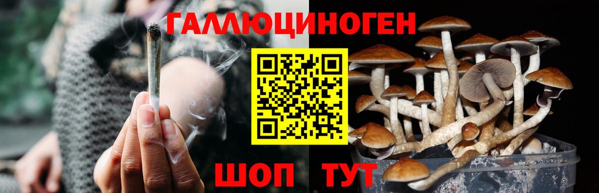 Псилоцибиновые грибы Psilocybe  Галлюциногенные грибы мицелий  Вход с VPN  Казань 